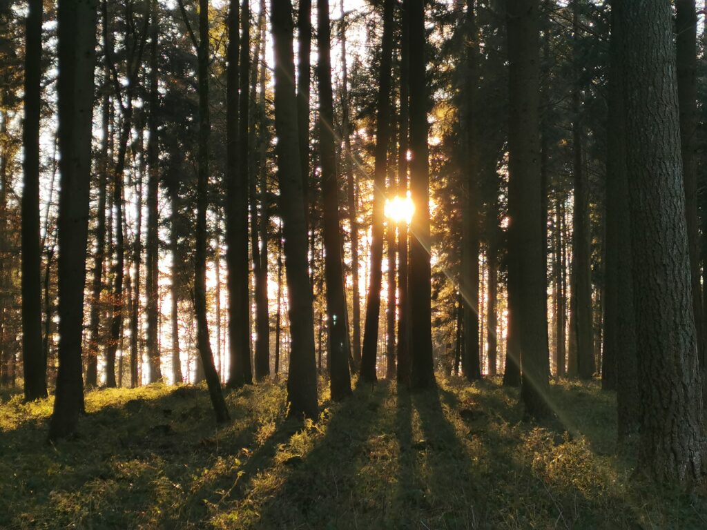 setting sun shines trough trees